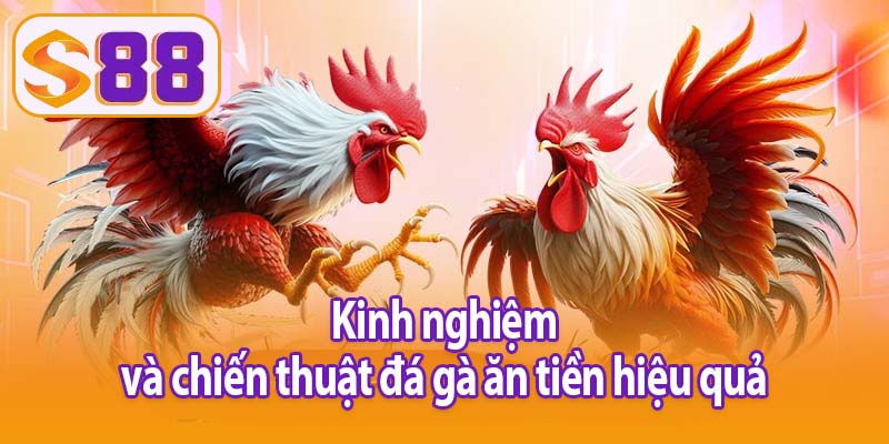Kinh nghiệm và chiến thuật đá gà ăn tiền hiệu quả