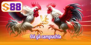 Đá gà campuchia