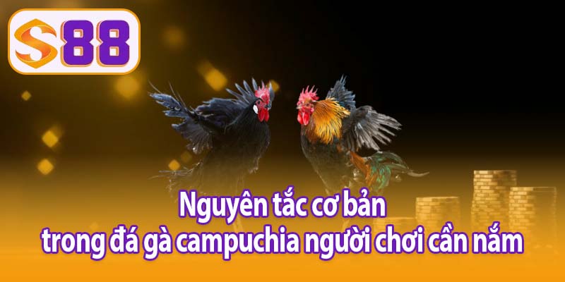 Nguyên tắc cơ bản trong đá gà campuchia người chơi cần nắm