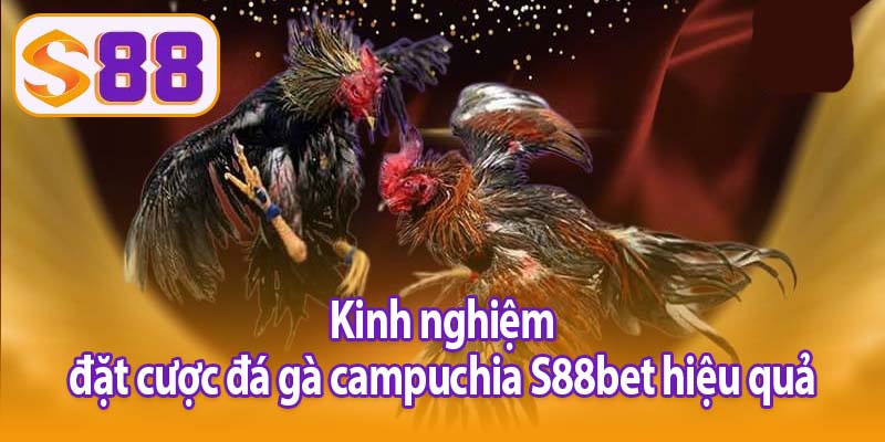 Kinh nghiệm đặt cược đá gà campuchia S88bet hiệu quả
