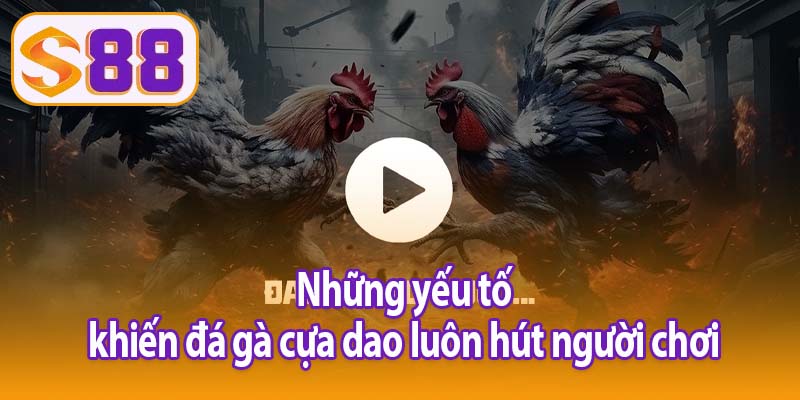 Những yếu tố khiến đá gà cựa dao luôn hút người chơi