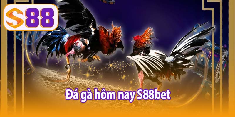 Đá gà hôm nay