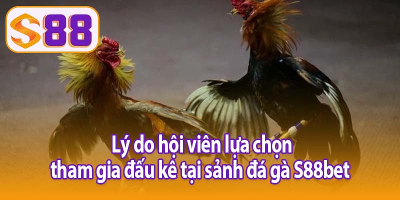 Lý do hội viên lựa chọn tham gia đấu kê tại sảnh đá gà S88bet 