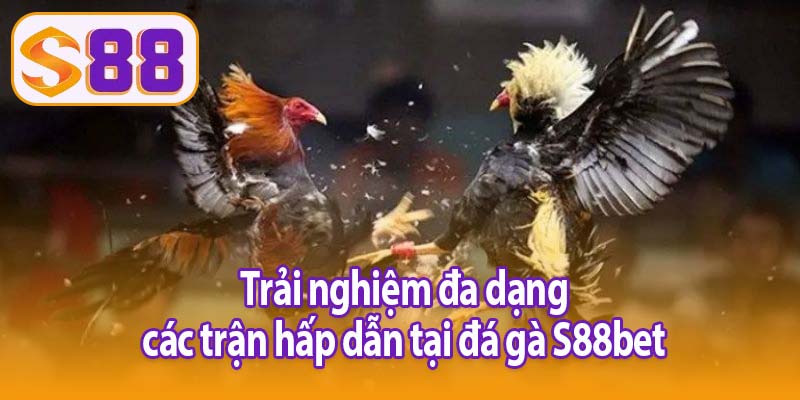 Trải nghiệm đa dạng các trận hấp dẫn tại đá gà S88bet