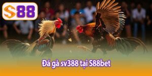 Đá gà sv388 tại S88bet