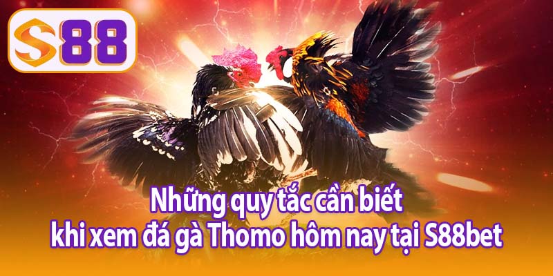 Những quy tắc cần biết khi xem đá gà Thomo hôm nay tại S88bet