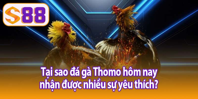 Tại sao đá gà Thomo hôm nay nhận được nhiều sự yêu thích?