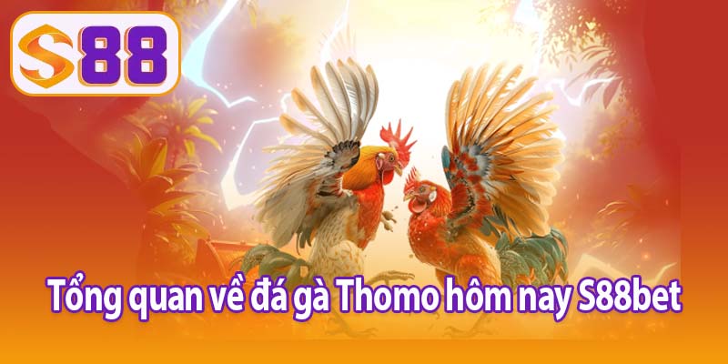 Tổng quan về đá gà Thomo hôm nay S88bet