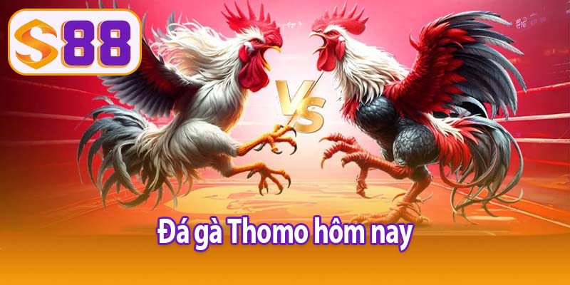 Đá gà Thomo hôm nay