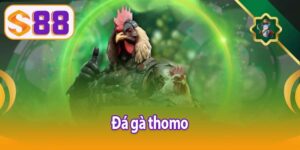 Đá gà Thomo