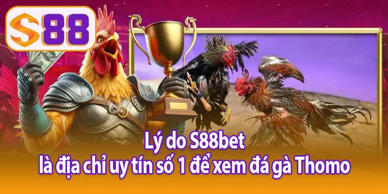 Lý do S88bet là địa chỉ uy tín số 1 để xem đá gà Thomo