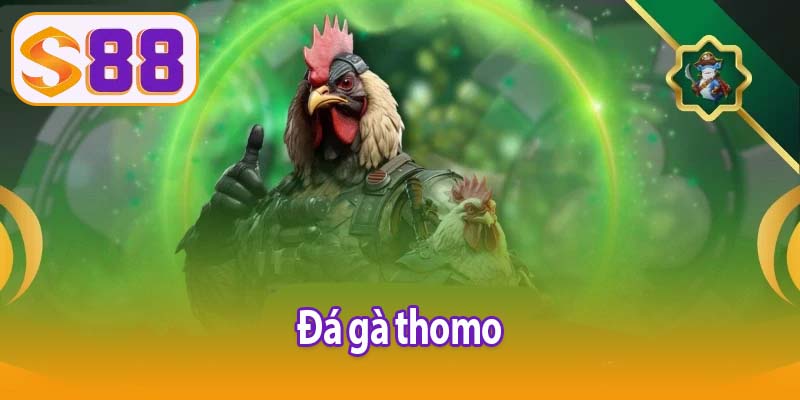 Đá gà Thomo