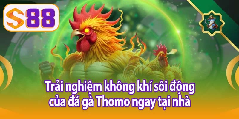 Trải nghiệm không khí sôi động của đá gà Thomo ngay tại nhà