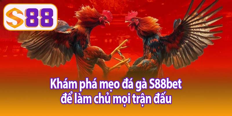 Khám phá mẹo đá gà S88bet để làm chủ mọi trận đấu