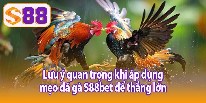 Lưu ý quan trọng khi áp dụng mẹo đá gà S88bet để thắng lớn