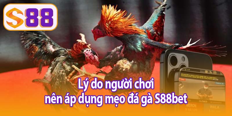 Lý do người chơi nên áp dụng mẹo đá gà S88bet