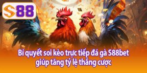 Bí quyết soi kèo trực tiếp đá gà S88bet giúp tăng tỷ lệ thắng cược