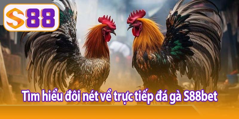 Tìm hiểu đôi nét về trực tiếp đá gà S88bet